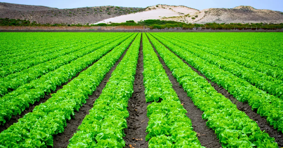 The 10 largest farms in the world