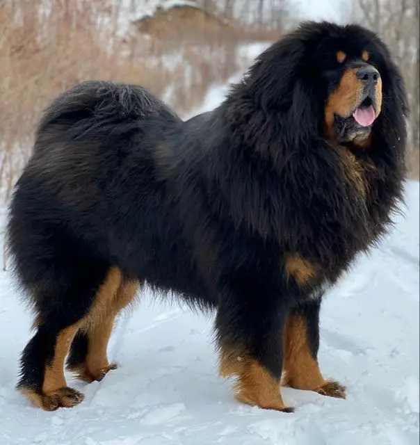 Tibetan Mastiff