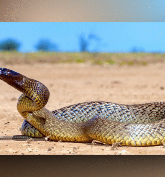 20 Most Poisonous Snakes in the World