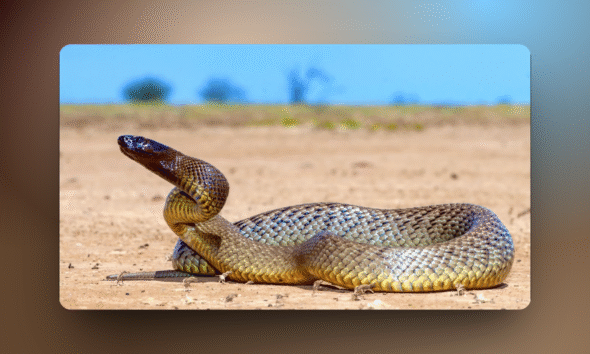 20 Most Poisonous Snakes in the World