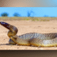 20 Most Poisonous Snakes in the World