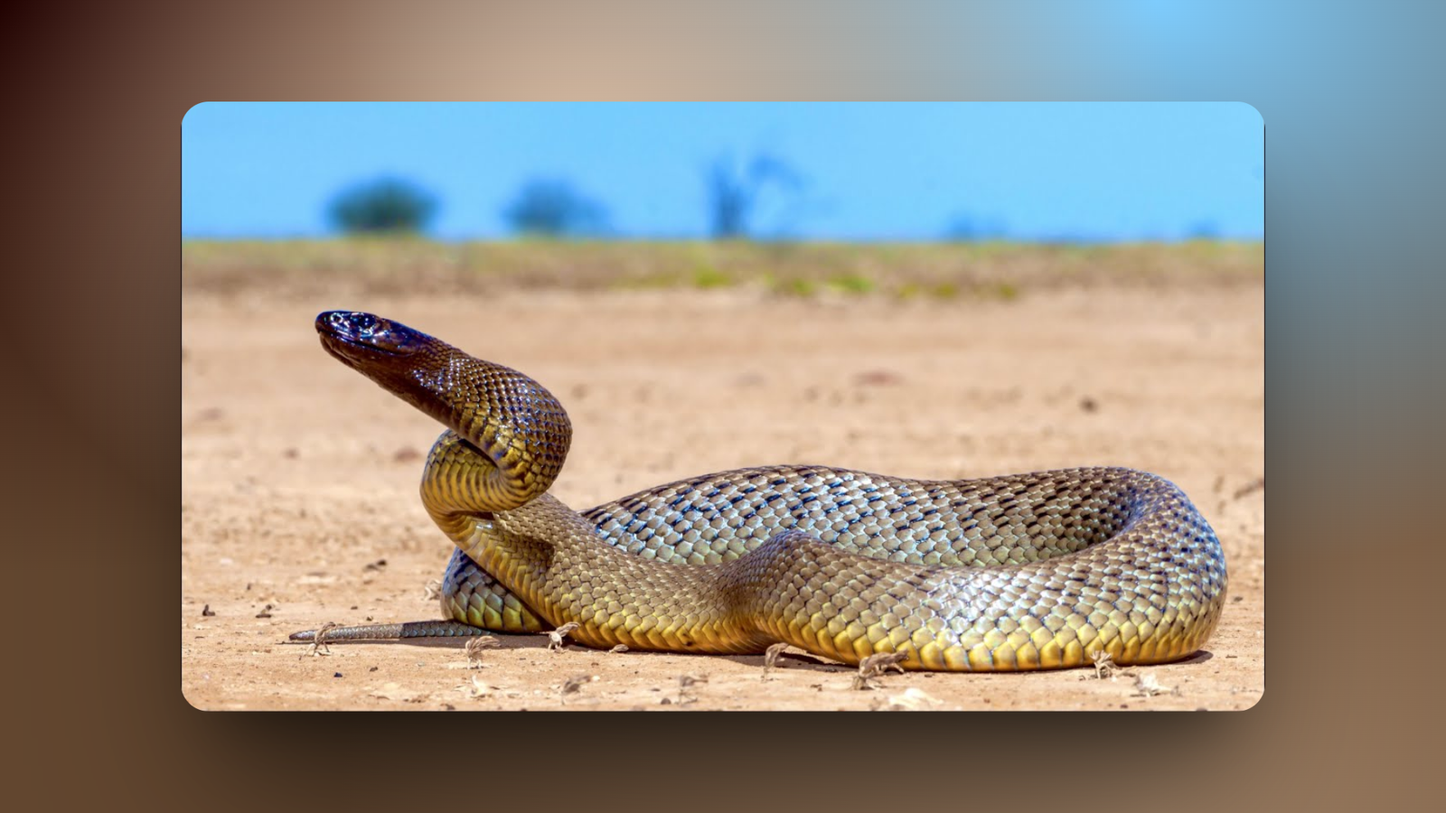 20 Most Poisonous Snakes in the World 63 20 Most Poisonous Snakes in the World