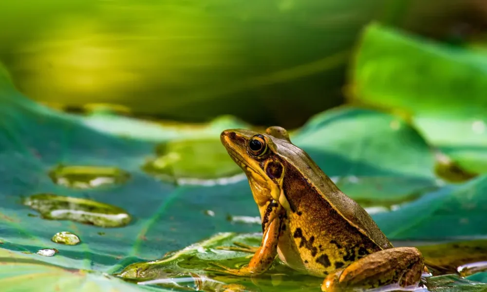 The World's Most Colorful Frogs and Their Habitats