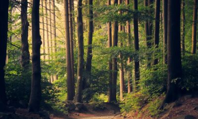 25 Most Beautiful Foggy Forest Destinations in the World