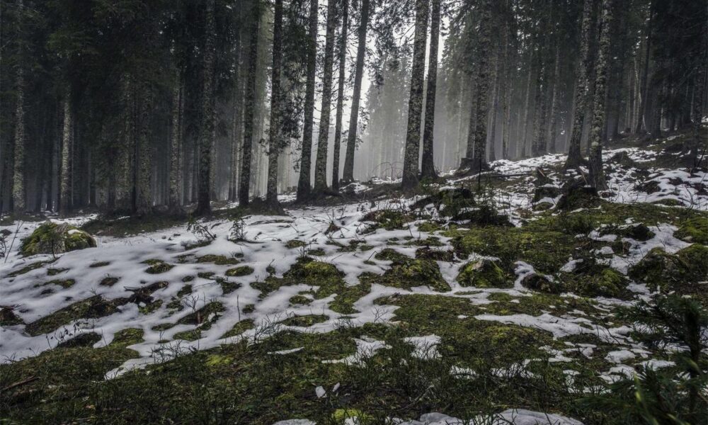 15 Best National Parks for Wildlife Watching Worldwide