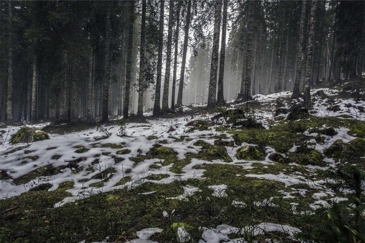 15 Best National Parks for Wildlife Watching Worldwide