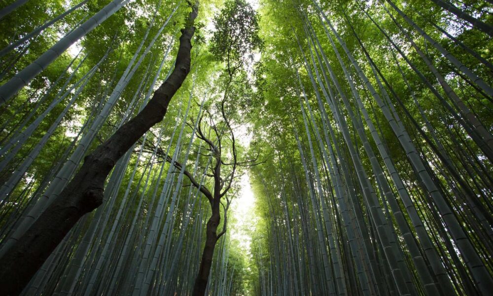 12 Best Places to See Giant Pandas in Their Natural Habitat