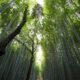 12 Best Places to See Giant Pandas in Their Natural Habitat