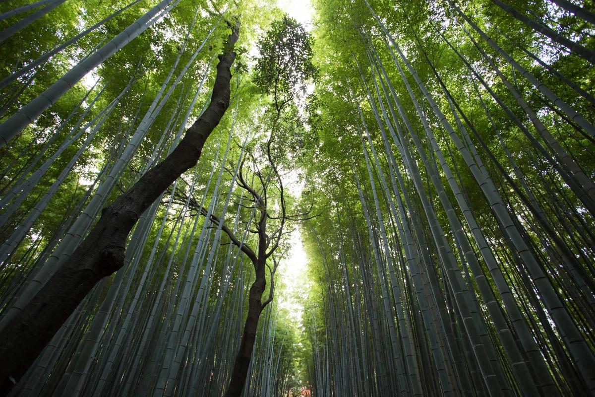 12 Best Places to See Giant Pandas in Their Natural Habitat