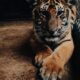 Animals Lives Snowy Mountain