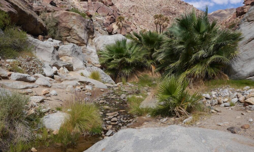 Anza Borrego Desert State Park