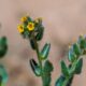 Mojave Desert California