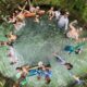 Florida Springs