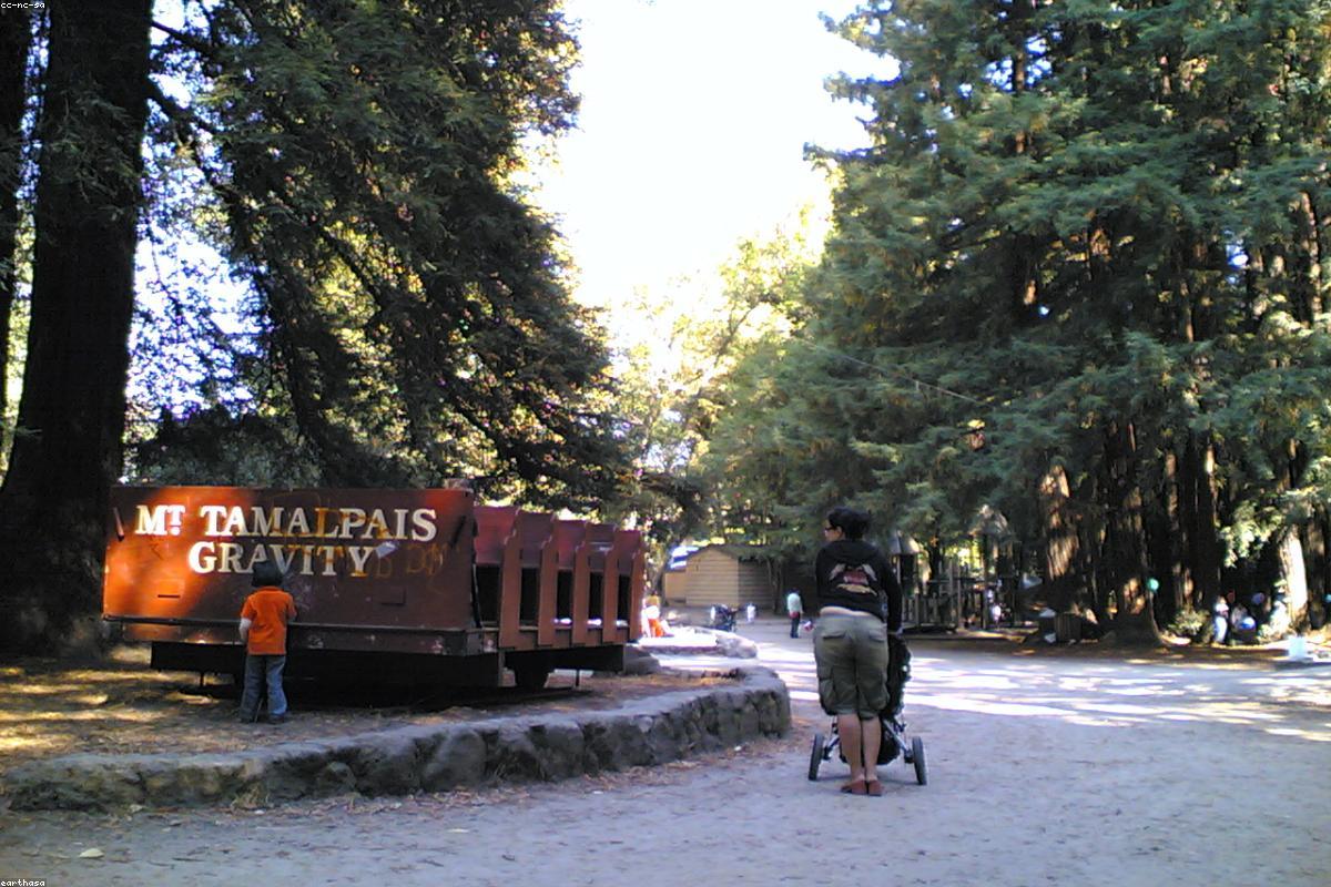 Redwood Forests California