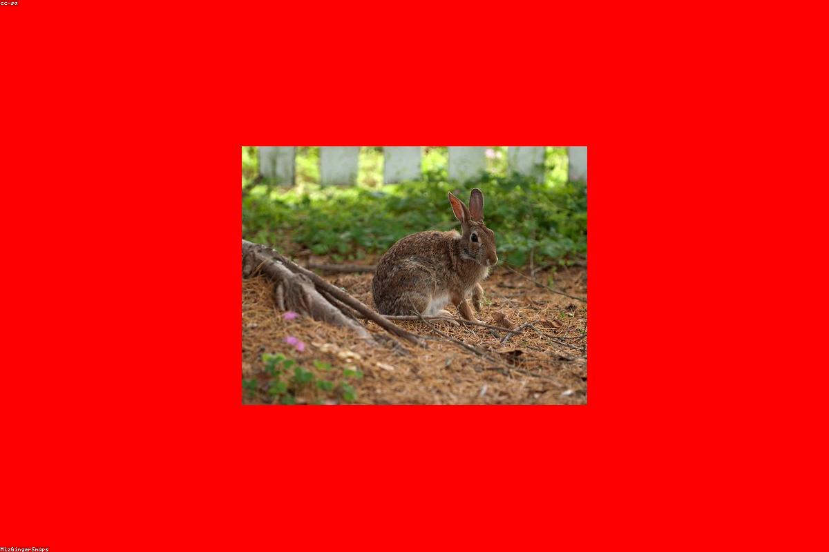 Virginia Visitors