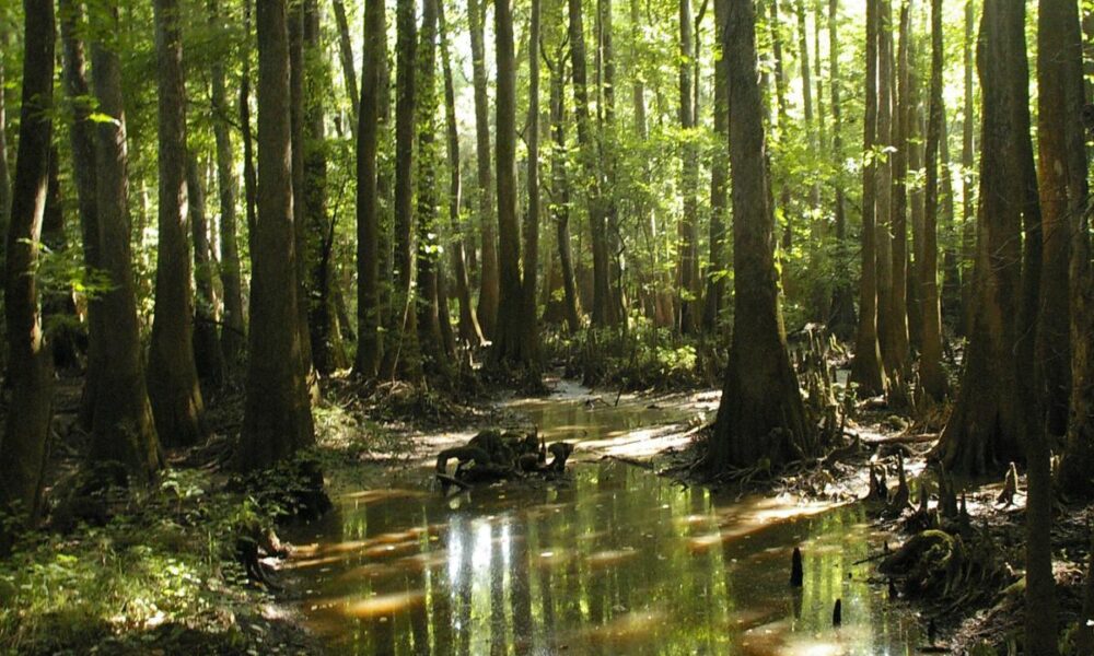 Congaree National Park South Carolina