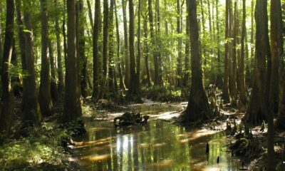 Congaree National Park South Carolina