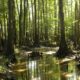 Congaree National Park South Carolina