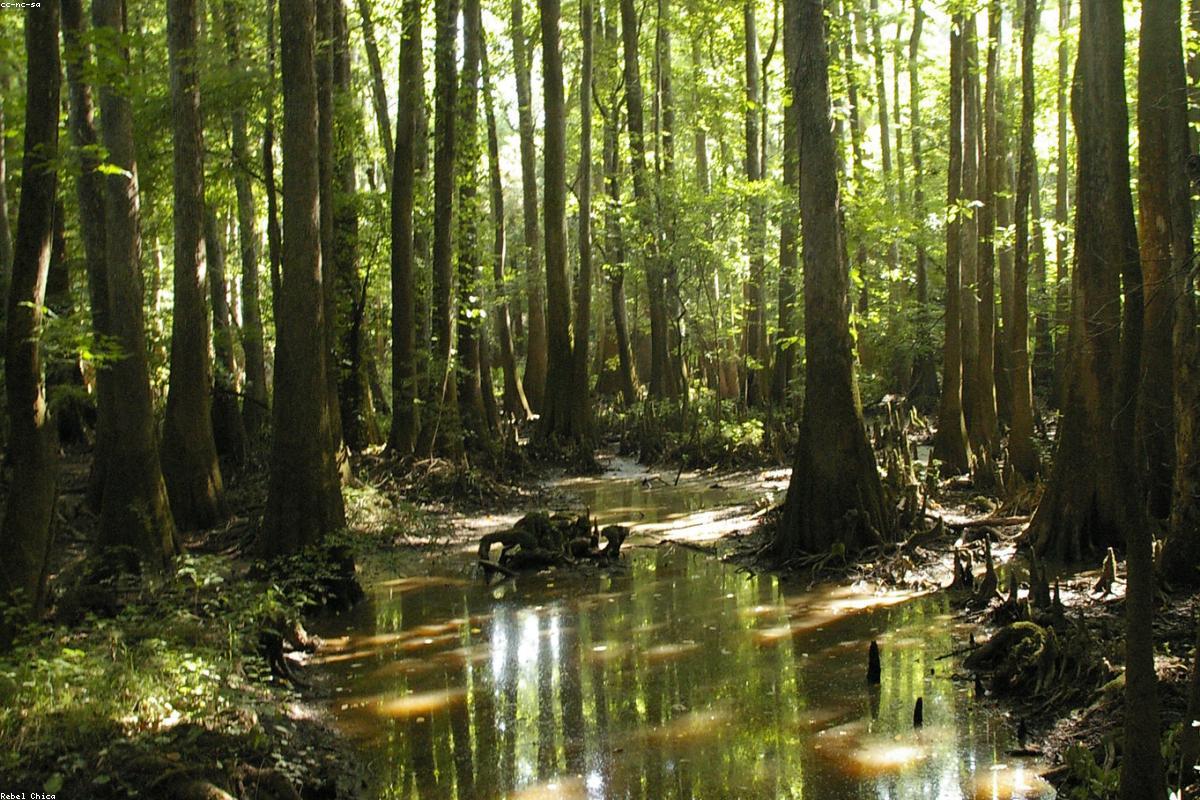 Congaree National Park South Carolina