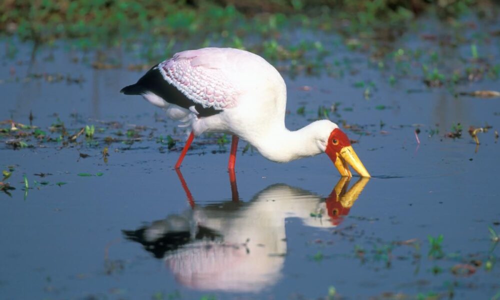 Wildlife Watching Nature Destinations