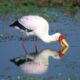 Wildlife Watching Nature Destinations