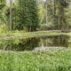 Beautiful Water Lily Pond Nature