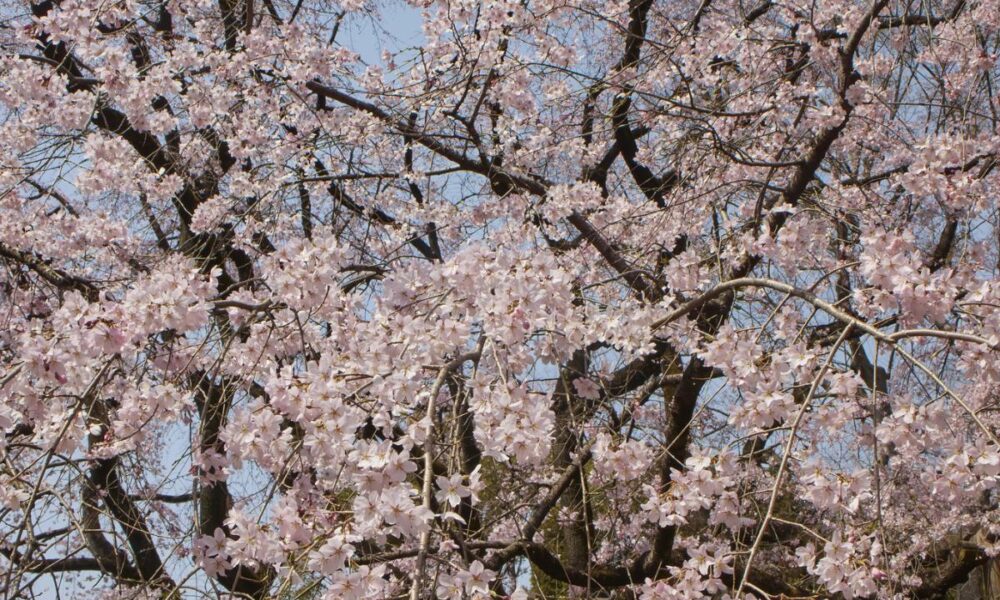 Sakura Cherry Blossom Parks Japan