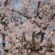 Sakura Cherry Blossom Parks Japan