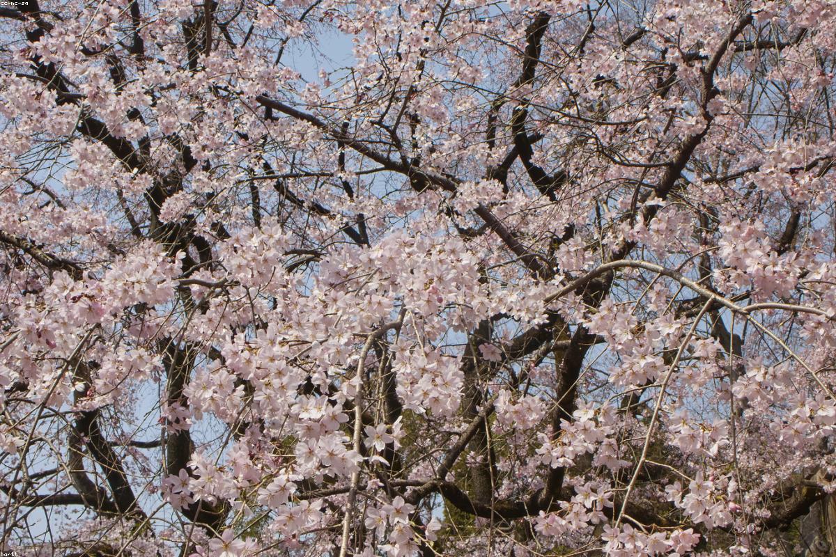 Sakura Cherry Blossom Parks Japan