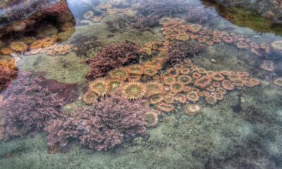 Tidal Pool Rock Pool Nature