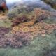 Tidal Pool Rock Pool Nature
