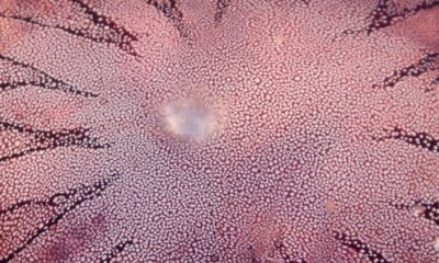 Ocean Nature Spots