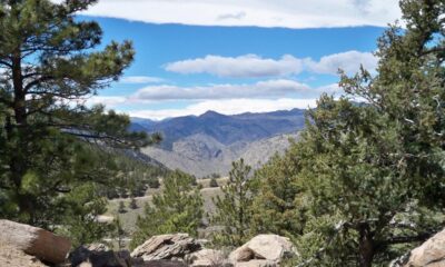 Pine Forest Nature Destinations