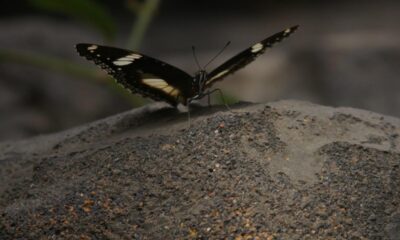 Butterflies World