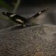 Butterflies World