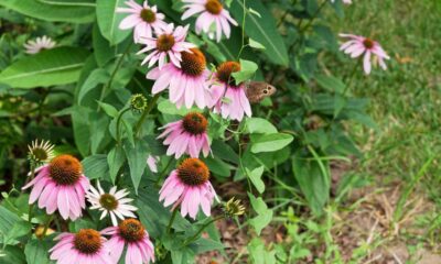 Flowers Home Garden