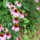 Flowers Home Garden