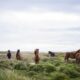 Patagonia Spots