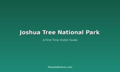 Joshua Tree National Park: A First Time Visitor Guide