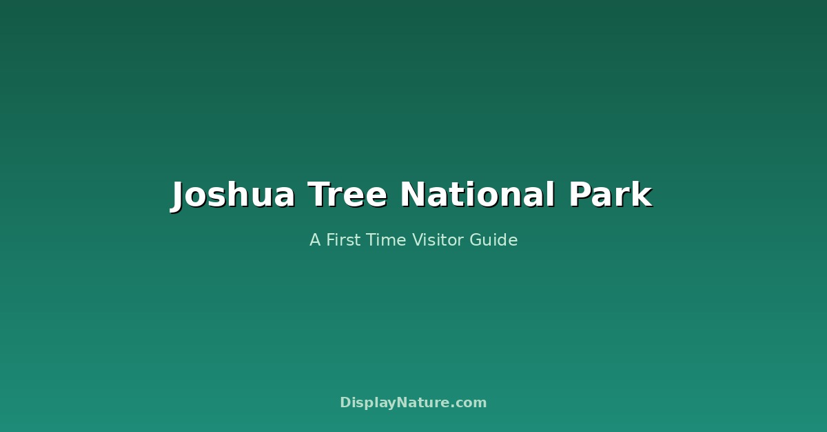 Joshua Tree National Park: A First Time Visitor Guide