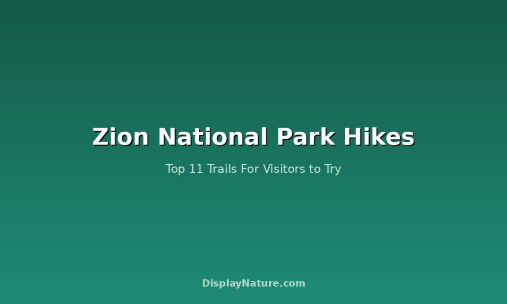 Zion National Park Hikes: Top 11 Trails For Visitor to Try