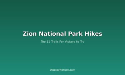 Zion National Park Hikes: Top 11 Trails For Visitor to Try