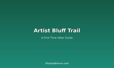 Artist Bluff Trail: A First Time Hiker Guide
