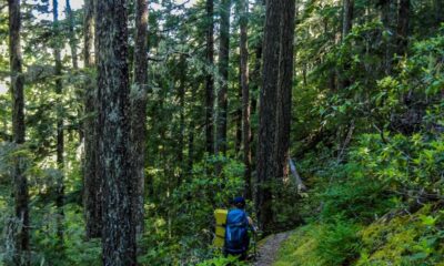 5 Best Dogs For Hiking And Protection