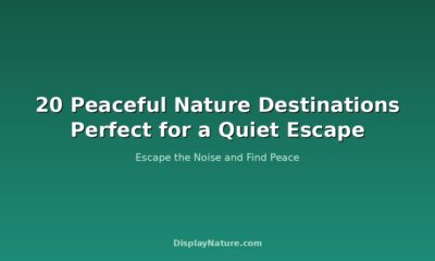 peaceful nature