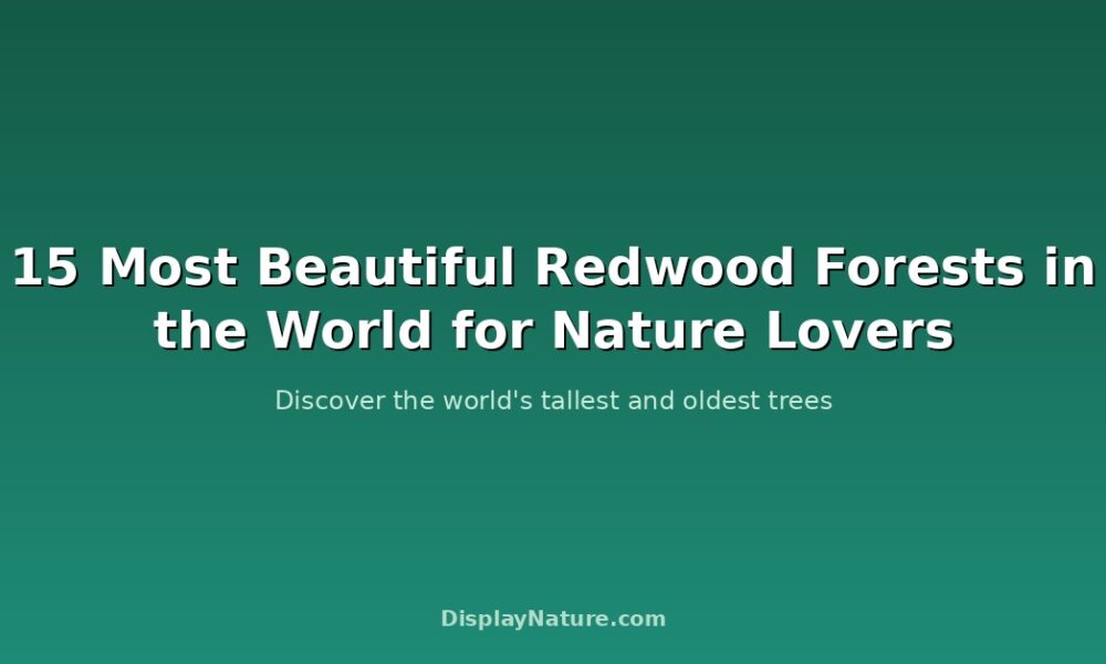 redwood forests