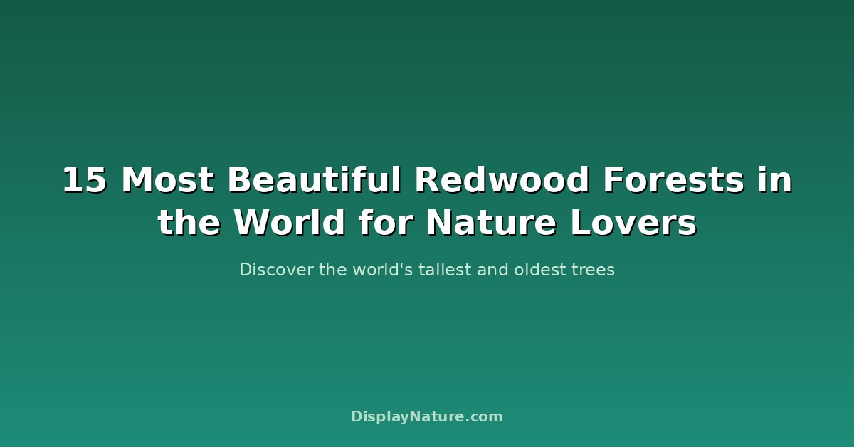 redwood forests